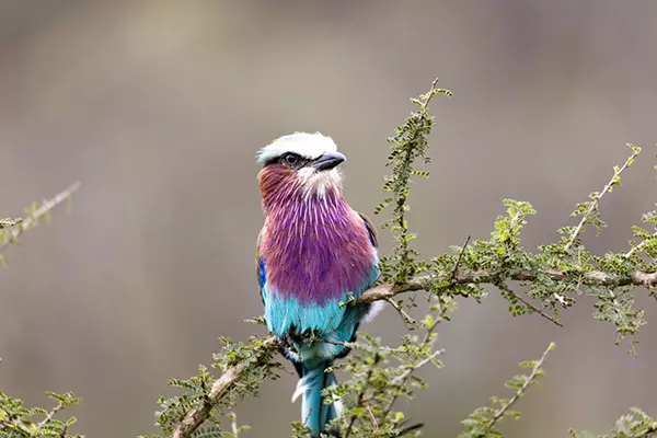 Lilac-breasted-roller-Rwanda-Africa